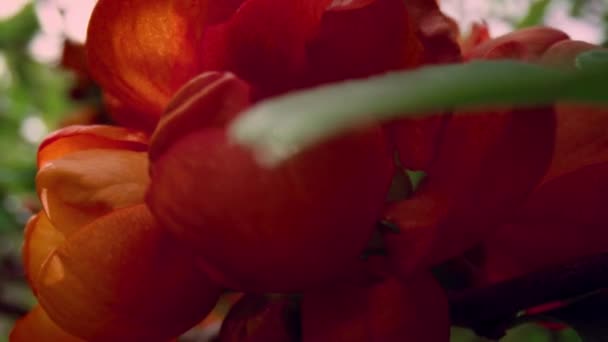 Closeup άποψη των κόκκινων λουλουδιών που ανθίζουν ανάμεσα σε πράσινα φύλλα κατά συννεφιασμένο ουρανό. — Αρχείο Βίντεο