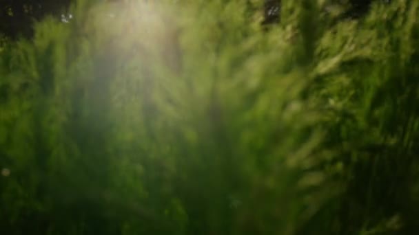 Крупним планом гілки соснового дерева в яскраво-золотих променях сонця в зеленому лісі . — стокове відео