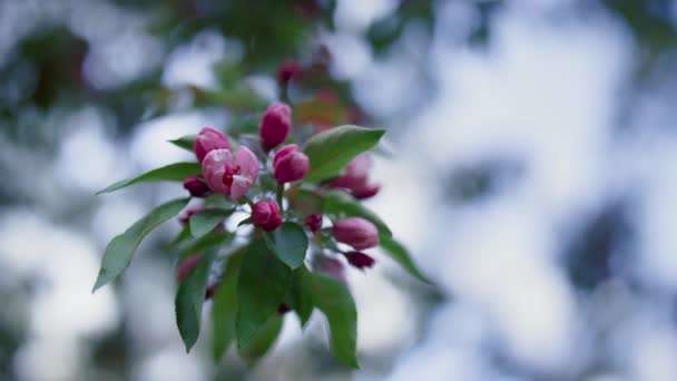 Nahaufnahme rosa Baumblüten, die vor weißem Himmel blühen. Warmer Abend im Park. — Stockvideo