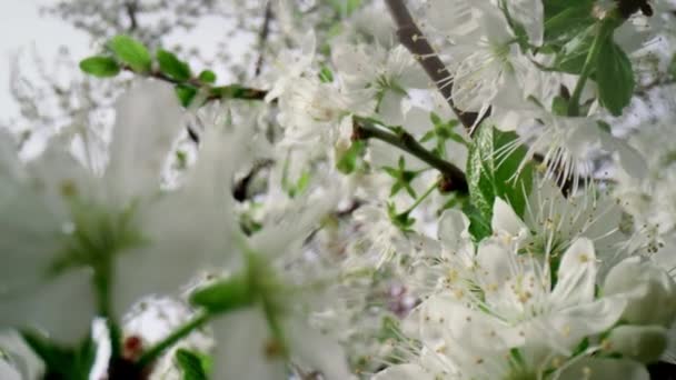 Близько до білих квітів цвіте вишневе дерево. Макро білі квіти квітучі — стокове відео