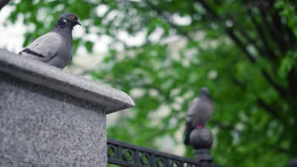 Ptáci v parku proti čerstvému zelenému výhledu na strom. Klidný pohled na přírodu s holubicemi. — Stock video
