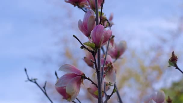 Roze bloemen bloeien tegen blauwe wolkenloze hemel. Tranquil bloemen achtergrond. — Stockvideo