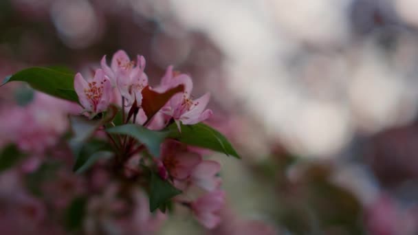 Fiori di albero rosa primo piano in fiore. Albero fioritura natura sfondo — Video Stock