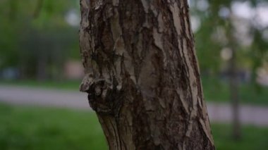 Küçük parktaki yeşil çimlerin arasında ağaç gövdesi. Doğa arkaplanı.
