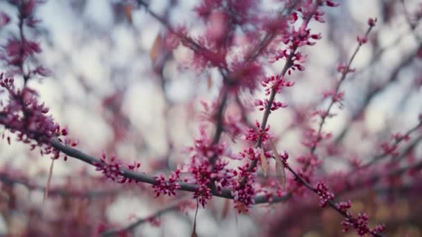 Roze sakura bloemen bloeiende uitzicht in close-up. Romantische scene kersenbloemen — Stockvideo