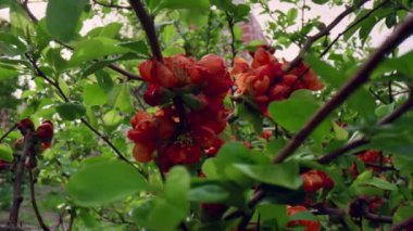Yakın planda kırmızı çiçeklerin açtığı manzara. Kırmızı ağaç çiçeklerinin çiçekli manzarası.