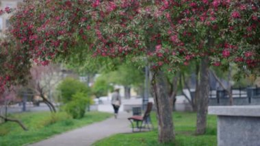 Parkta yeşil yaprakların arasında açan pembe kiraz çiçekleri. Huzurlu çiçek sahnesi.