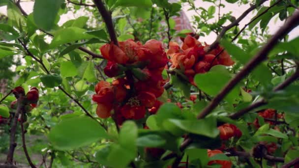 Вид на розквіт червоних квітів впритул. Квітковий вид на квіти червоного дерева . — стокове відео