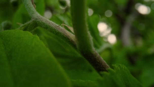 Pohled na větev stromu s krásnými zelenými malými listy v detailu. Meditační les. — Stock video