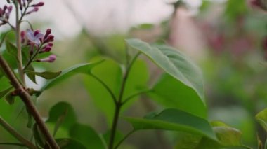 Şehir parkında bulutlu gökyüzüne karşı dalda açan küçük mor ağaç çiçekleri..