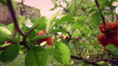 Şehir parkında bulutlu gökyüzüne karşı yeşil yaprakların arasında açan kırmızı ağaç çiçekleri..