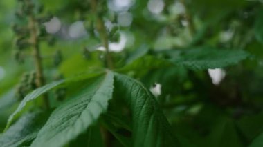 Yakın planda yeşil ağaç yaprakları gökyüzüne doğru çiçek açıyor. Meditasyon doğa görüşü.