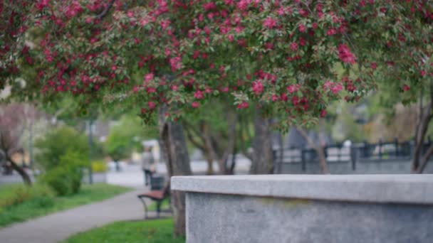 Fioritura primaverile nel parco cittadino con fiori di albero rosa. Fiore di primavera tranquillo. — Video Stock