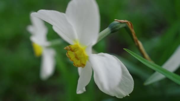 Zbliżenie białe kwiaty kwitnące w zielonej trawie. Kwiat makro żonkil kwitnący — Wideo stockowe
