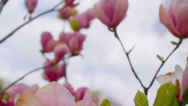 Levendige roze bloemen bloeien tegen blauwe bewolkte hemel ochtend. Natuur achtergrond — Stockvideo
