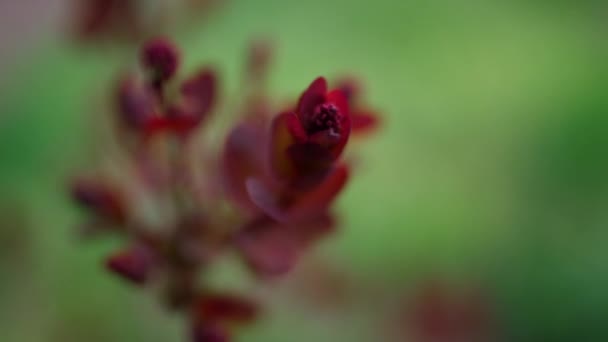 Κόκκινα φύλλα ανθίζουν ενάντια στο φρέσκο πράσινο γρασίδι στο ζεστό κήπο άνοιξη σε closeup. — Αρχείο Βίντεο