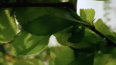 Ağaç yeşillikleri, parlak günbatımına karşı çiçek açıyor. Doğa arkaplanı.
