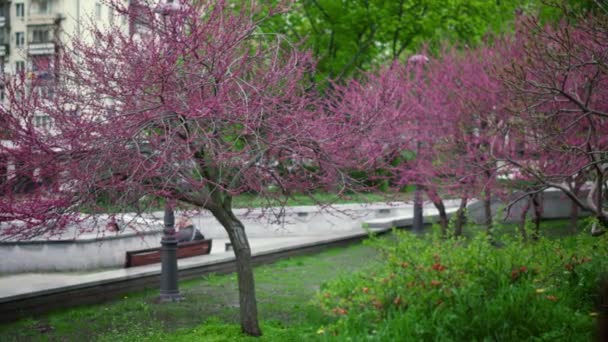 분홍빛 사쿠라 나무들 이 공원 벤치로 꽃을 피운다. 시 사쿠라 공원 전경 — 비디오