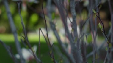 Çalı dalları, yakın planda güzel beyaz çiçeklerle çiçek açıyor..