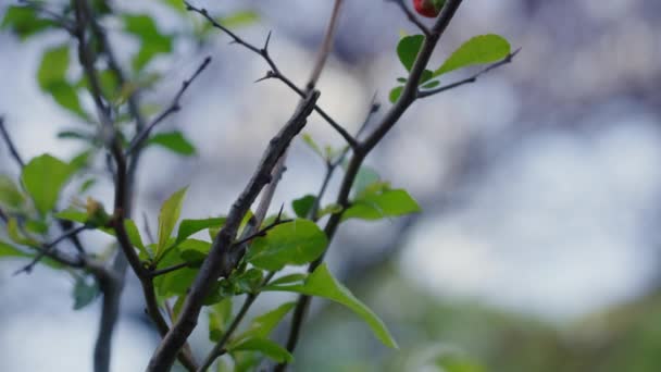 Close-up boomtak met groene bladeren tegen bewolkte lucht. Bloeiende boombladeren — Stockvideo