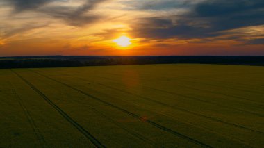 Yazın kolza tohumu tarlasında güzel günbatımının insansız hava aracı çekimi. Dramatik akşam gökyüzü