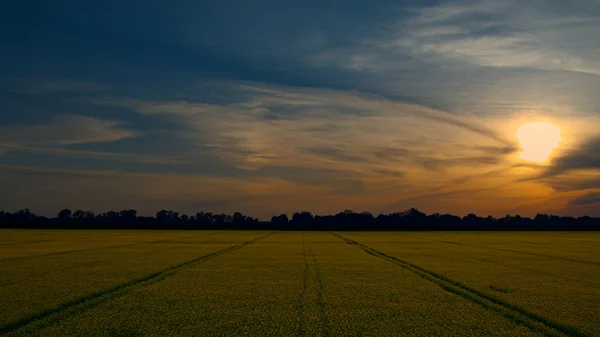 Drone disparó campo de trigo con líneas de carreteras en el campo rural puesta de sol de oro —  Fotos de Stock