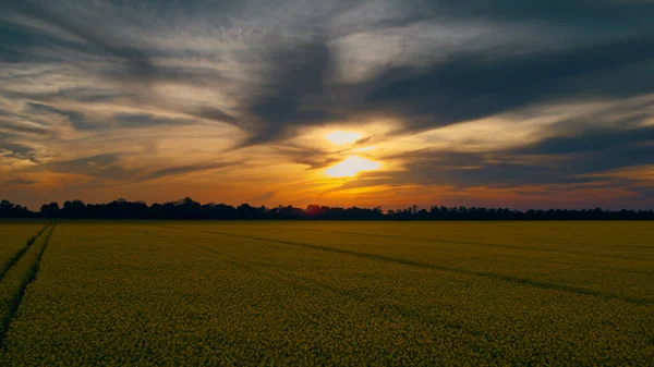 Cielo de nubes doradas al atardecer en campo de colza. Cielo azul naranja atardecer en campo de violaciones —  Fotos de Stock