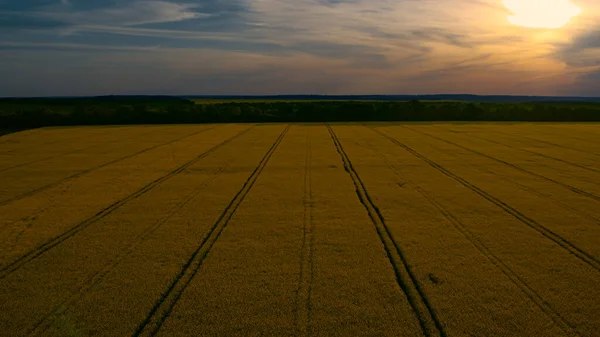 Vista aérea campo de trigo con líneas de carretera al atardecer cielo. Drone campo de violación amarillo —  Fotos de Stock