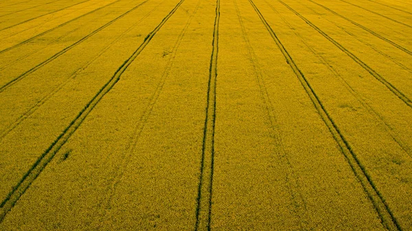 Top view κίτρινο βιότοπο με οδικές γραμμές. Ανθός φυτείας ελαιοκράμβης — Φωτογραφία Αρχείου