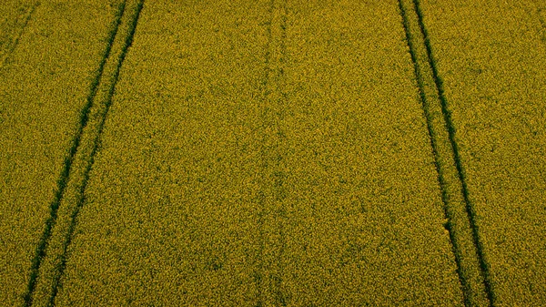 Drone shot yellow rapeseed field blooming flower with road line. Rape plantation — Stock Photo, Image