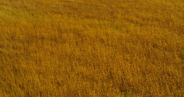 Widok pola zbożowego na horyzont. Widok z góry pola pszenicy w letni dzień. — Zdjęcie stockowe