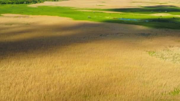 Vue du champ de blé. Vue aérienne du paysage agricole avec ombres nuageuses. — Video