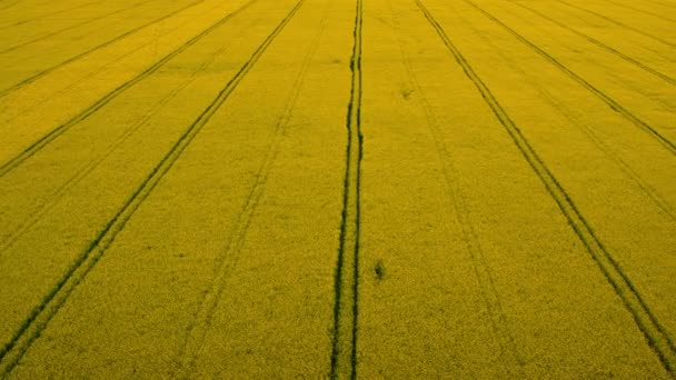 Widok z góry żółte pola gwałtów z linii drogowych. Kwiat pola rzepaku plantacyjnego — Wideo stockowe