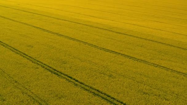 Αεροφωτογραφία κίτρινο πεδίο σιτηρών. Ωρίμασα σε χωράφι. Αγροτικό τοπίο — Αρχείο Βίντεο