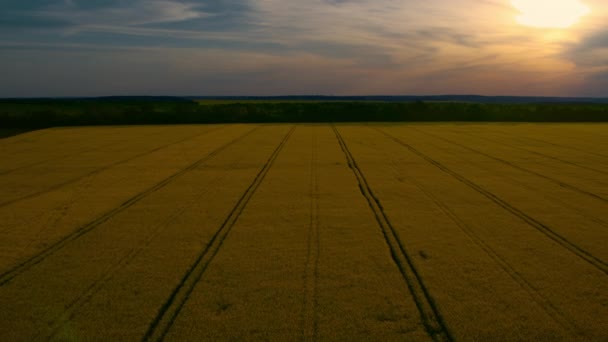 Campo di grano vista aerea con linee stradali al cielo tramonto. Drone giallo campo stupro — Video Stock