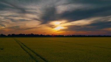 Altın gün batımı gökyüzü kolza tohumu tarlasında. Mavi gökyüzü turuncu gün batımı tecavüz tarlasında