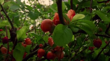 Sıcak bir günde yeşil yaprakların arasında açan ağaç çiçekleri. Meditasyon çiçek sahnesi.