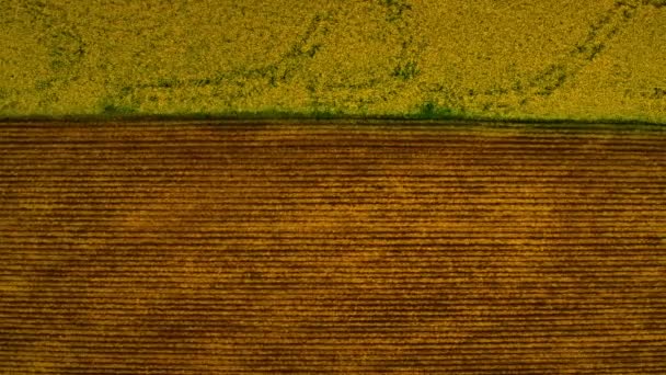 Draufsicht Landschaft mit Kontrastfarbe. Braunes und gelbes Feld — Stockvideo
