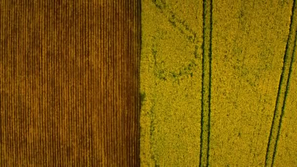 Κάτοψη δύο πεδία αντίθεσης στο γεωργικό τοπίο. Κίτρινο πεδίο καφέ πεδίο — Αρχείο Βίντεο