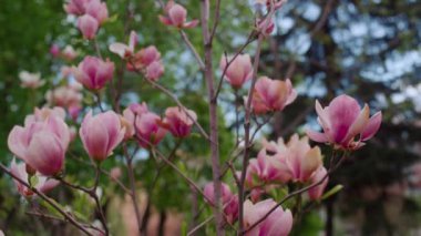 Mavi gökyüzünde açan harika pembe çiçekler. Hoş bir çiçek arkaplanı..