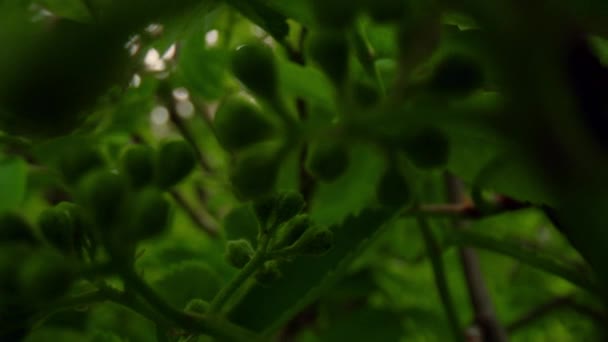 Tree branch with small leafs view in closeup against big fresh green trees. — Stock Video