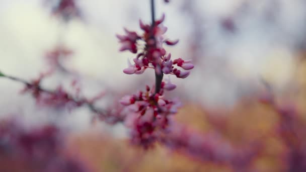 空に桜が咲く。暖かい春の庭のピンクの桜 — ストック動画