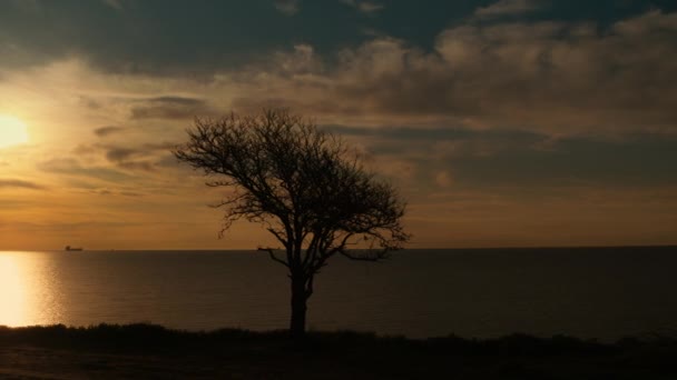 Albero solitario che cresce sulla costa marittima del mattino. Drone silhouette dell'albero volante — Video Stock