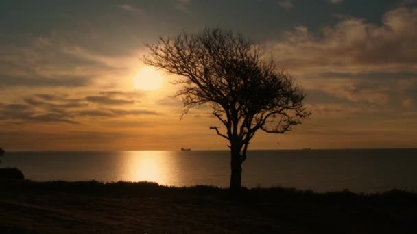Silhouette δέντρο αυξάνεται στην ακτογραμμή της θάλασσας σε πορτοκαλί ανατολή πρωί ουρανό σύννεφο — Αρχείο Βίντεο