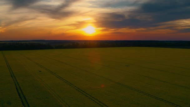 Στιγμιότυπο του όμορφου ηλιοβασιλέματος σε χωράφι με κραμβόσπορους το καλοκαίρι. Δραματικός βραδινός ουρανός — Αρχείο Βίντεο