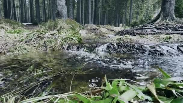 Voorjaarsbosbeek. Stroom in het bos met mos macro. Natuur prachtig bos. — Stockvideo