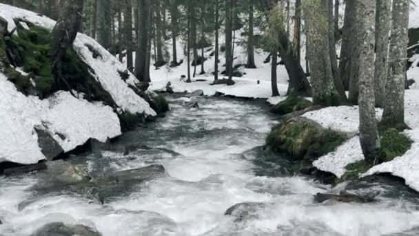 Fast river flow with stone rapids in winter forest. Cold water in winter wood. — Stock Video