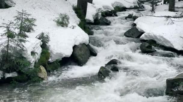 Hideg folyó zuhatagokkal a téli erdőben. Gyors patak folyik a köves háttér — Stock videók