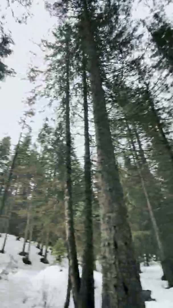 Voorjaarsbos in sneeuw rond verticaal uitzicht. toppen van dennen verticale oriëntatie. — Stockvideo