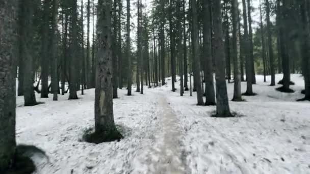 Χιονο-δρόμος σε άγριο δάσος την άνοιξη. Φυσικός δρόμος μεταξύ κωνοφόρων δέντρων. — Αρχείο Βίντεο